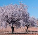 Eventos sobre amendoais