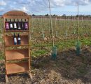 Visita de campo a amendoal na Quinta da Lagoalva de Baixo