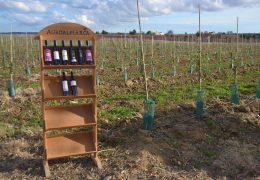 Visita de campo a amendoal na Quinta da Lagoalva de Baixo