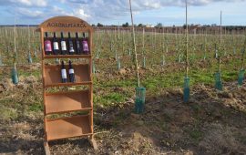 Visita de campo a amendoal na Quinta da Lagoalva de Baixo