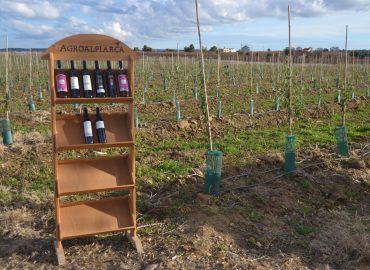 Visita de campo a amendoal na Quinta da Lagoalva de Baixo