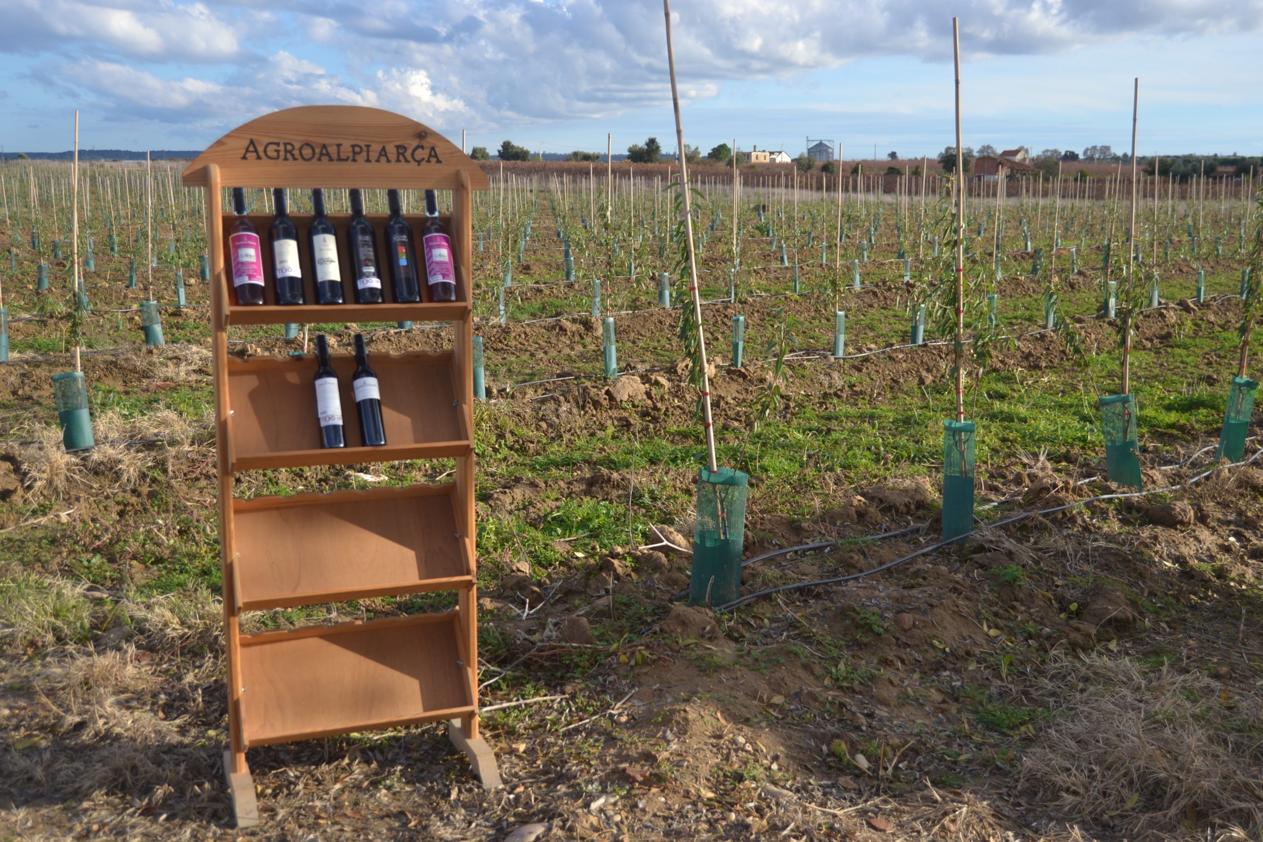 Visita de campo a amendoal na Quinta da Lagoalva de Baixo