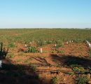 Visita à Herdade da Mingorra
