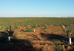 Visita à Herdade da Mingorra