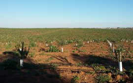Visita à Herdade da Mingorra