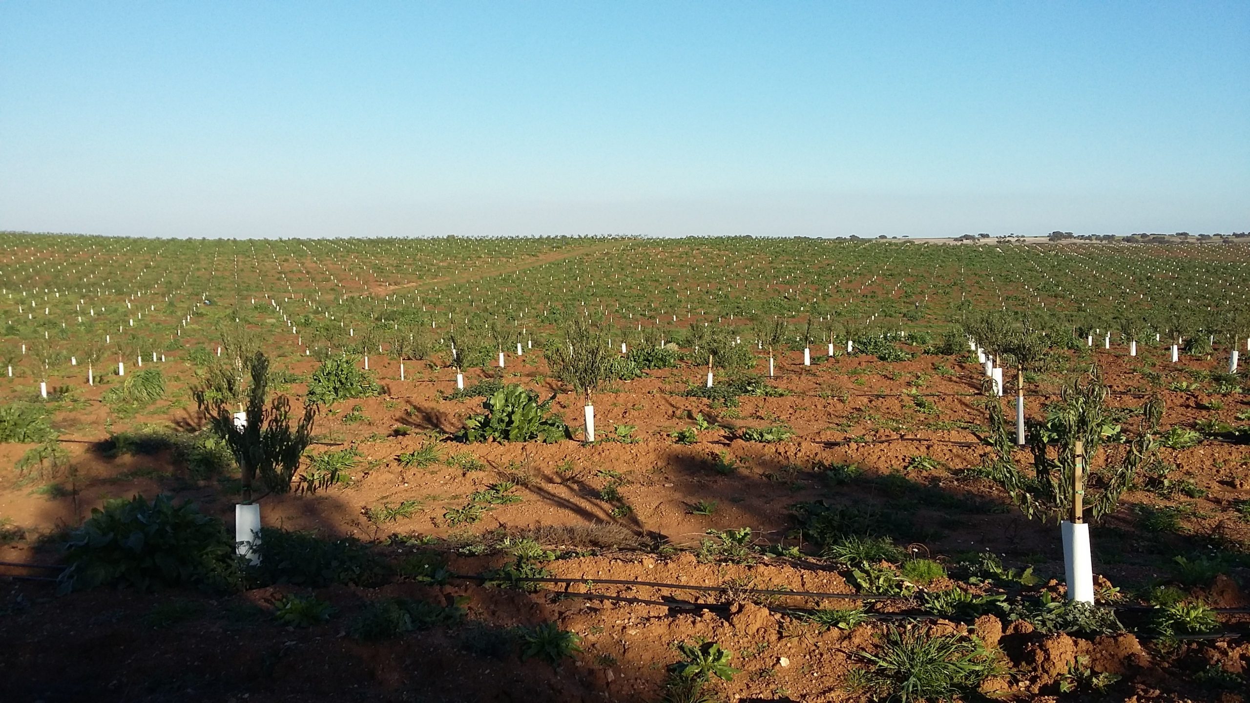 Visita à Herdade da Mingorra