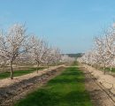 Campanha Amêndoas 2017 – Floração – Herdade da Lentisca