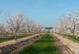 Campanha Amêndoas 2017 – Floração – Herdade da Lentisca