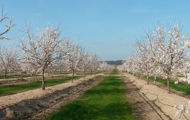 Campanha Amêndoas 2017 – Floração – Herdade da Lentisca