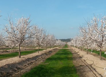 Campanha Amêndoas 2017 – Floração – Herdade da Lentisca