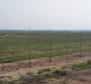 Visita ao pomar super intensivo da Herdade de Alcobaça, Elvas