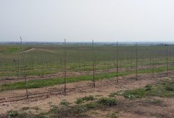 Visita ao pomar super intensivo da Herdade de Alcobaça, Elvas