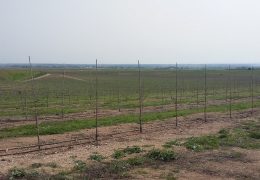 Visita ao pomar super intensivo da Herdade de Alcobaça, Elvas