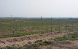Visita ao pomar super intensivo da Herdade de Alcobaça, Elvas