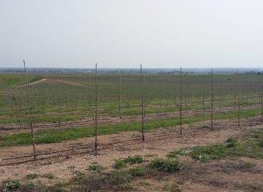 Visita ao pomar super intensivo da Herdade de Alcobaça, Elvas