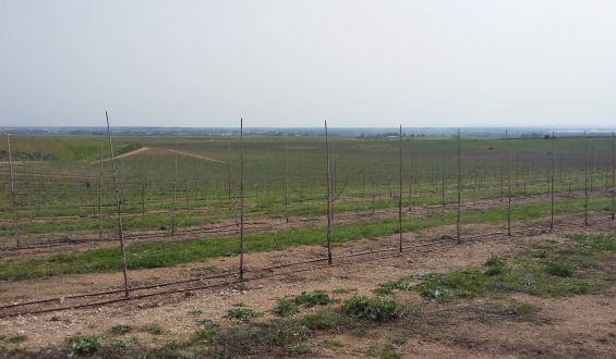 Visita ao pomar super intensivo da Herdade de Alcobaça, Elvas