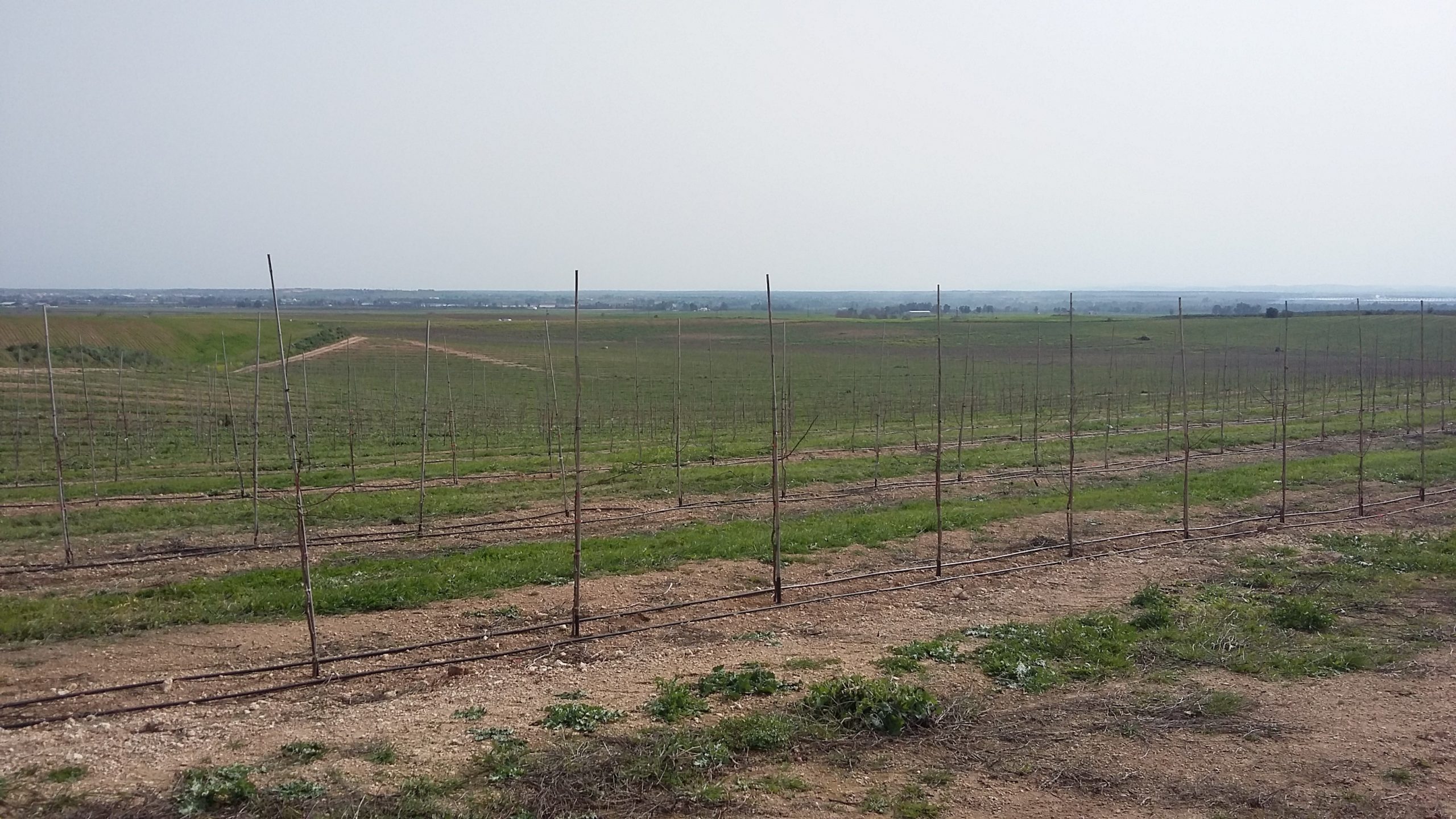 Visita ao pomar super intensivo da Herdade de Alcobaça, Elvas