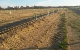 Investimento no Amendoal – As Escolhas