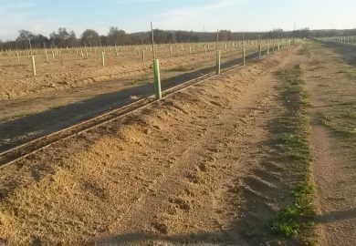 Investimento no Amendoal – As Escolhas