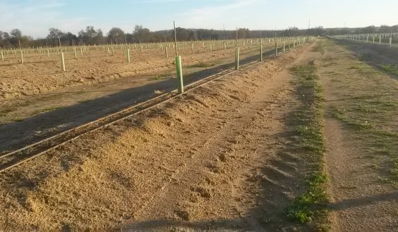Investimento no Amendoal – As Escolhas