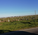 Visita amendoal no Monte das Almas, em Odivelas, Ferreira do Alentejo