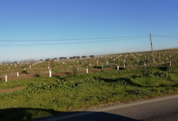 Visita amendoal no Monte das Almas, em Odivelas, Ferreira do Alentejo