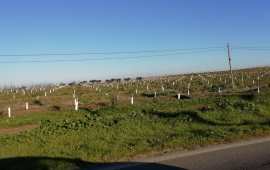 Visita amendoal no Monte das Almas, em Odivelas, Ferreira do Alentejo