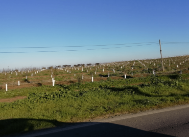 Visita amendoal no Monte das Almas, em Odivelas, Ferreira do Alentejo