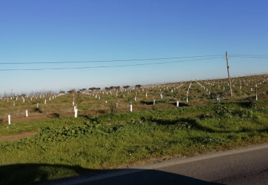 Visita amendoal no Monte das Almas, em Odivelas, Ferreira do Alentejo