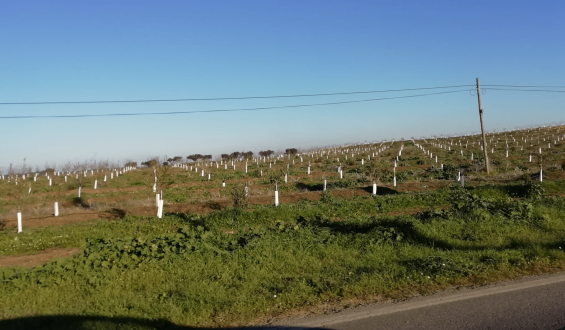 Visita amendoal no Monte das Almas, em Odivelas, Ferreira do Alentejo