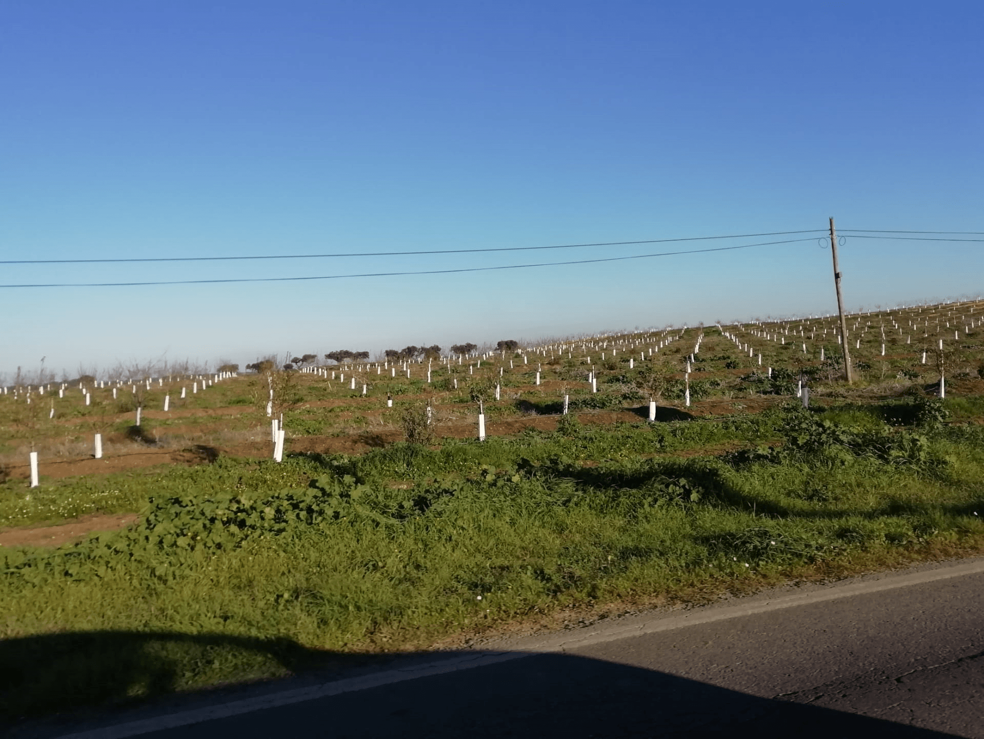 Visita amendoal no Monte das Almas, em Odivelas, Ferreira do Alentejo