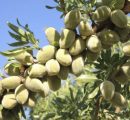 Viagem às “XI Jornadas del Almendro e visita técnica ao IRTA”