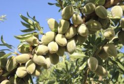 Viagem às “XI Jornadas del Almendro e visita técnica ao IRTA”