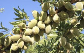 Viagem às “XI Jornadas del Almendro e visita técnica ao IRTA”