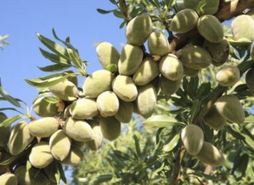 Viagem às “XI Jornadas del Almendro e visita técnica ao IRTA”