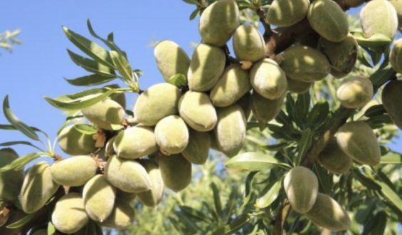 Viagem às “XI Jornadas del Almendro e visita técnica ao IRTA”