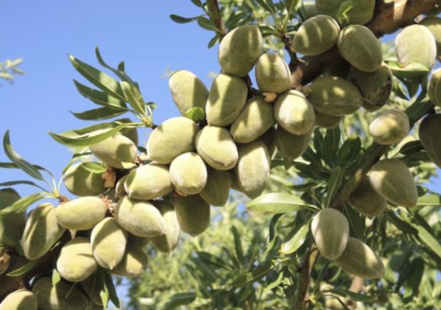 Viagem às “XI Jornadas del Almendro e visita técnica ao IRTA”