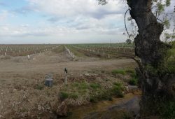 Visita à Herdade da Coelheira, Santa Vitória, Beja