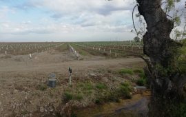Visita à Herdade da Coelheira, Santa Vitória, Beja
