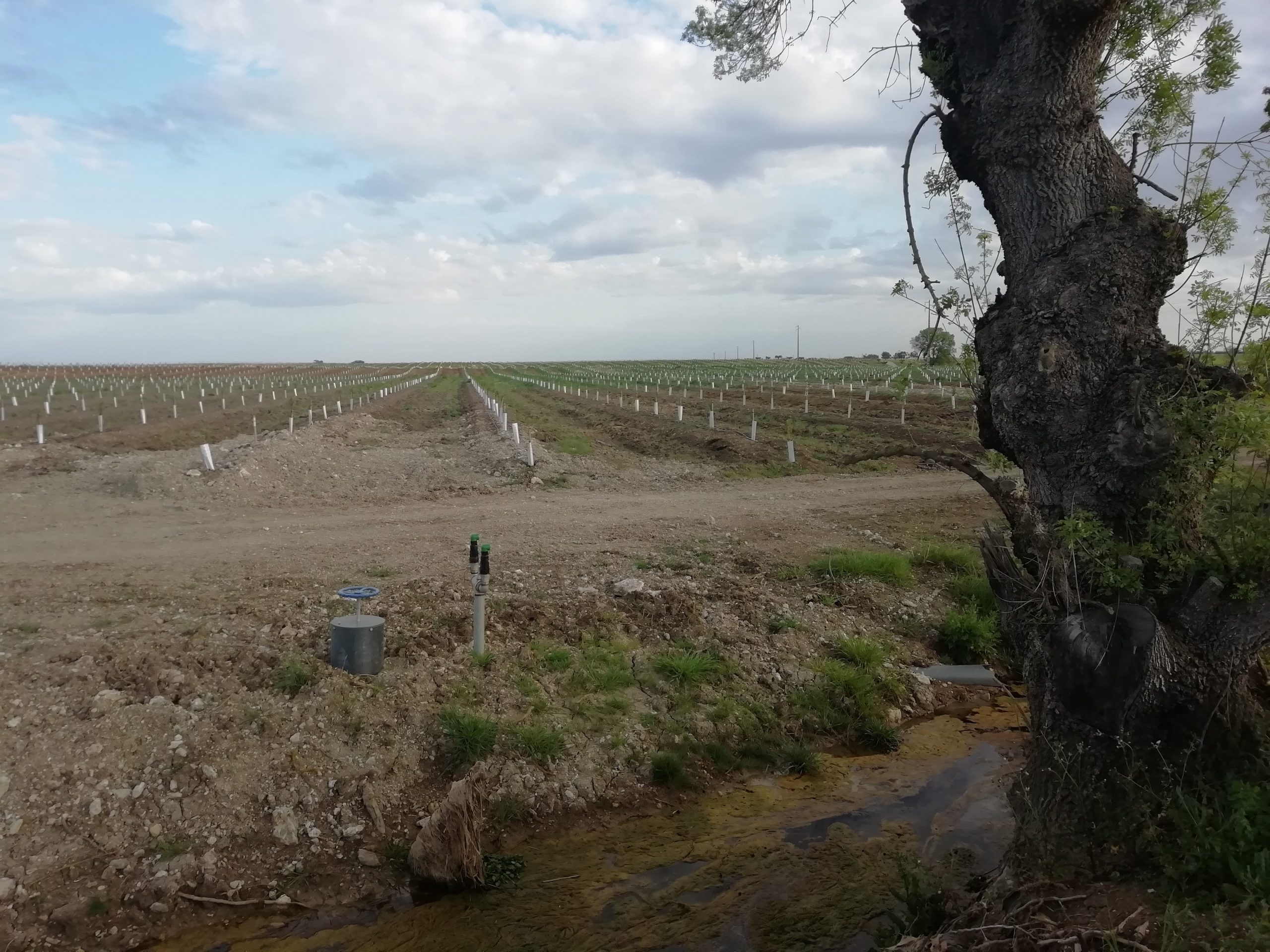 Visita à Herdade da Coelheira, Santa Vitória, Beja