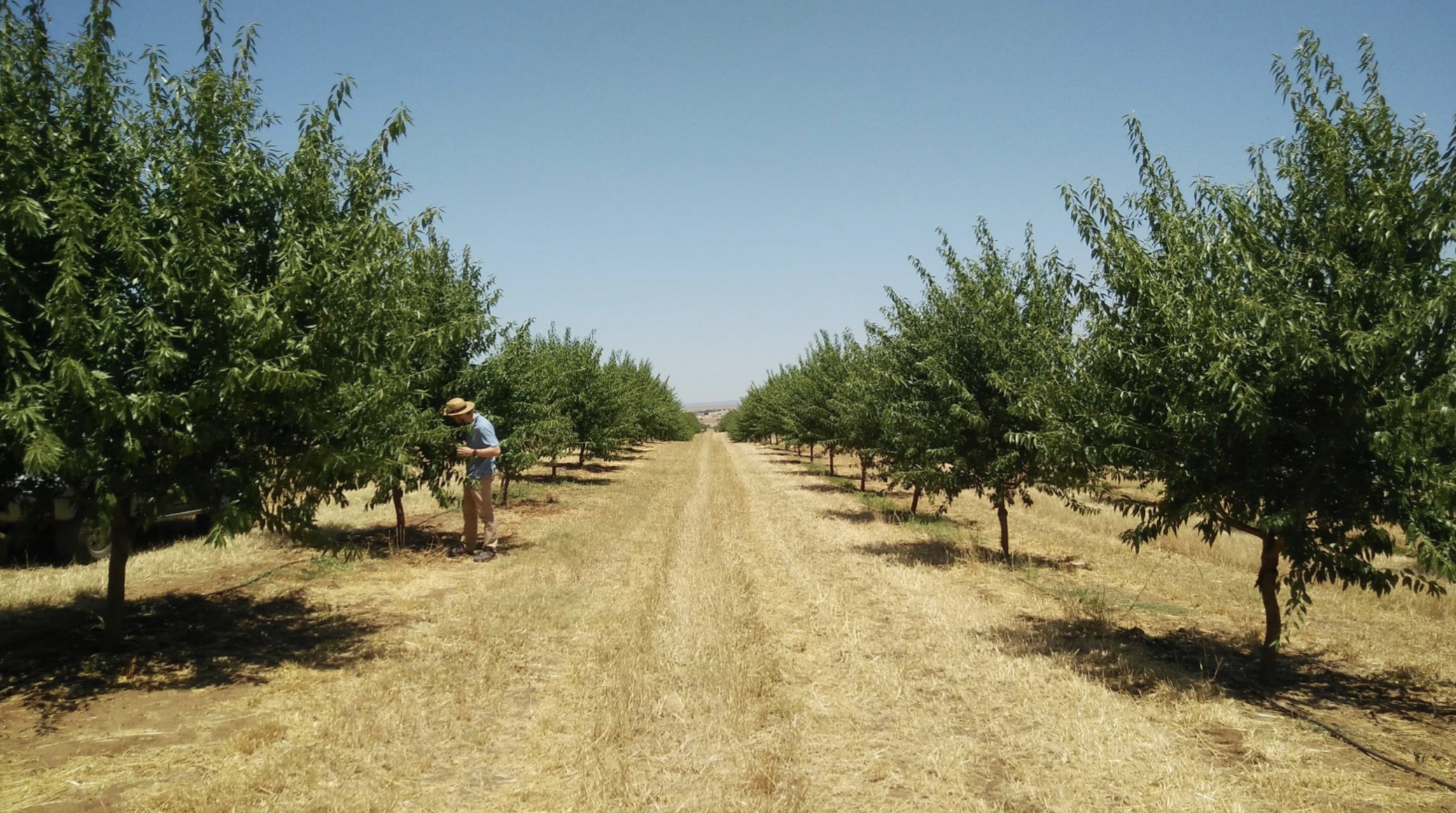 Apresentação de António Ramos, no II Seminário Internacional AlmondPT